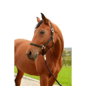 KerblNylonhalster xfull hippo Rabatter